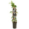Van der Starre - Klimplant Passiflora Edulis 75 cm
