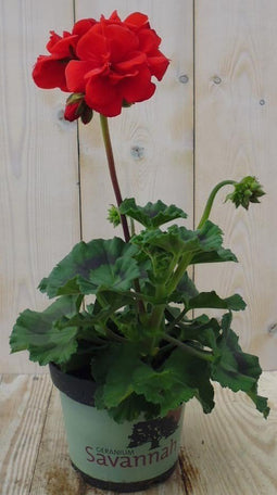 Warentuin Natuurlijk - 3 stuks! Geranium rood