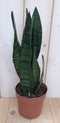 Warentuin Natuurlijk - Kamerplant Vrouwentong Sansevieria donkergroen 30 cm
