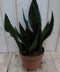 Warentuin Natuurlijk - Kamerplant Vrouwentong Sansevieria donkergroen 30 cm