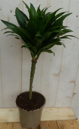 Warentuin Natuurlijk - Kamerplant Drakenbloedboom Dracaena Compacta 60 cm