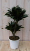 Warentuin Natuurlijk - Kamerplant Drakenbloedboom Dracaena Compacta 60 cm