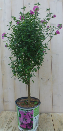 Warentuin Natuurlijk - Kaapse Malva Anisodontea Elegans Princess 100 cm