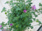 Warentuin Natuurlijk - Kaapse Malva Anisodontea Elegans Princess 100 cm