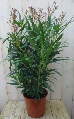 Warentuin Natuurlijk - Oleander 100 cm