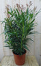 Warentuin Natuurlijk - Oleander 100 cm