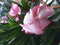 Warentuin Natuurlijk - Oleander 100 cm