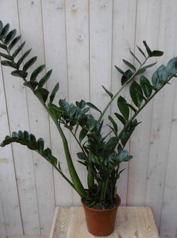 Warentuin Natuurlijk - Kamerplant Zamioculcas 80 cm