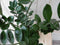Warentuin Natuurlijk - Kamerplant Zamioculcas 80 cm