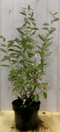 Warentuin Natuurlijk - Elaeagnus Olijfwilg groen blad 80 cm