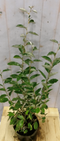 Warentuin Natuurlijk - Elaeagnus Olijfwilg groen blad 80 cm