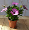 Warentuin Natuurlijk - 3 stuks! Spaanse margriet roze