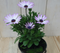 Warentuin Natuurlijk - 3 stuks! Spaanse margriet roze