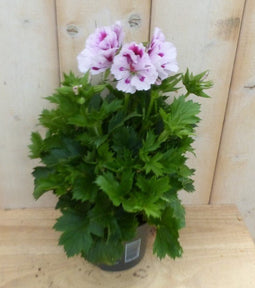 Warentuin Natuurlijk - 2 stuks! Franse Geranium tweekleurig wit