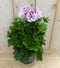 Warentuin Natuurlijk - 2 stuks! Franse Geranium tweekleurig wit