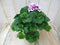 Warentuin Natuurlijk - 2 stuks! Franse Geranium tweekleurig wit