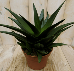 Warentuin Natuurlijk - Kamerplant Hawortia Fasciata