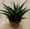 Warentuin Natuurlijk - Kamerplant Hawortia Fasciata
