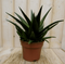 Warentuin Natuurlijk - Kamerplant Hawortia Fasciata