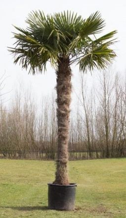 Warentuin Natuurlijk - Chinese waaierpalm 250 cm stamhoogte Trachycarpus Fortunei 350 cm
