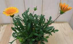 Warentuin Natuurlijk - 3 stuks! Gazania geel