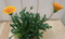 Warentuin Natuurlijk - 3 stuks! Gazania geel