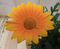 Warentuin Natuurlijk - 3 stuks! Gazania geel
