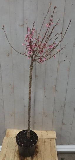 Warentuin Natuurlijk - Prunus Okame op 40 cm stam
