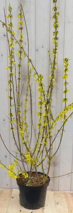 Warentuin Natuurlijk - Chinese Klokje Frosythia 120 cm