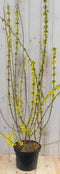 Warentuin Natuurlijk - Chinese Klokje Frosythia 120 cm