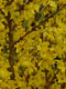 Warentuin Natuurlijk - Chinese Klokje Frosythia 120 cm