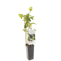 Fruithof - Rubus fruticosus Black Satin
