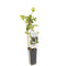 Fruithof - Rubus fruticosus Black Satin