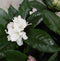 Warentuin natuurlijk - Rododendron 120 cm wit