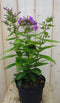 Warentuin Natuurlijk - Vlambloem Phlox roze
