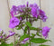 Warentuin Natuurlijk - Vlambloem Phlox roze