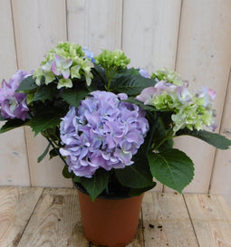 Warentuin Natuurlijk - Hortensia Blauw 30 - 40 cm 4 tot 6 bloemen
