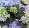 Warentuin Natuurlijk - Hortensia Blauw 30 - 40 cm 4 tot 6 bloemen