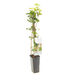 Fruithof - Ribes rubrum Witte bes