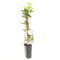 Fruithof - Ribes rubrum Witte bes