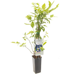 Fruithof - Vaccinium corymbosum Duke