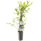 Fruithof - Vaccinium corymbosum Duke