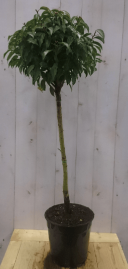 Warentuin Natuurlijk - Prunus Angustifolia stam 80 cm diameter 40 hoogte 150 cm
