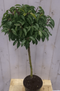 Warentuin Natuurlijk - Prunus Angustifolia stam 80 cm diameter 40 hoogte 150 cm