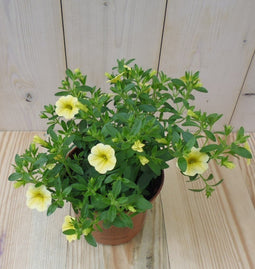 Warentuin Natuurlijk - 3 stuks! Petunia Million Bells geel