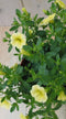 Warentuin Natuurlijk - 3 stuks! Petunia Million Bells geel