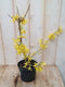 Warentuin Natuurlijk - Chinese Klokje Frosythia 40 cm