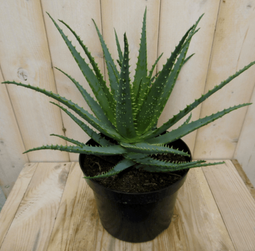 Warentuin Natuurlijk - Kamerplant Aloe