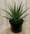 Warentuin Natuurlijk - Kamerplant Aloe