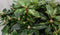 Warentuin natuurlijk - Rododendron 80 cm roze bont blad